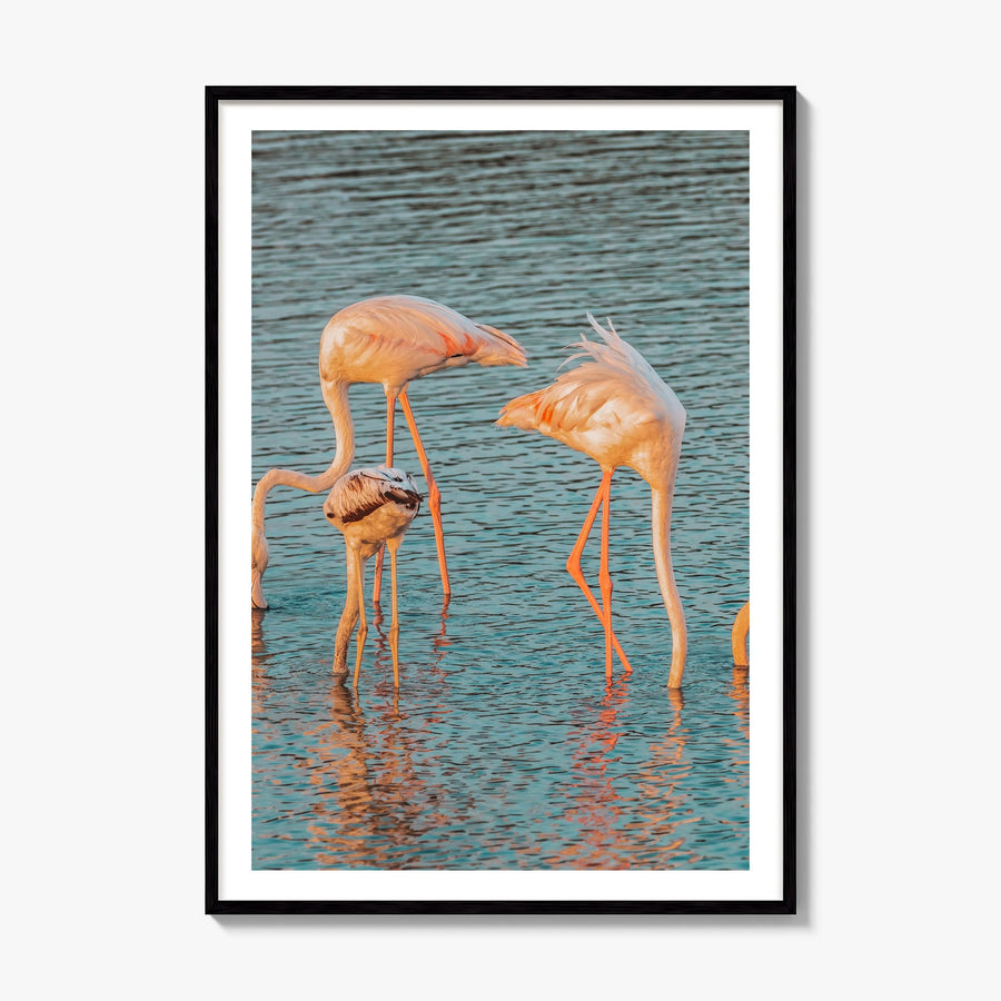 Flamingo Photo No 1 Poster, framed poster mockup, white border