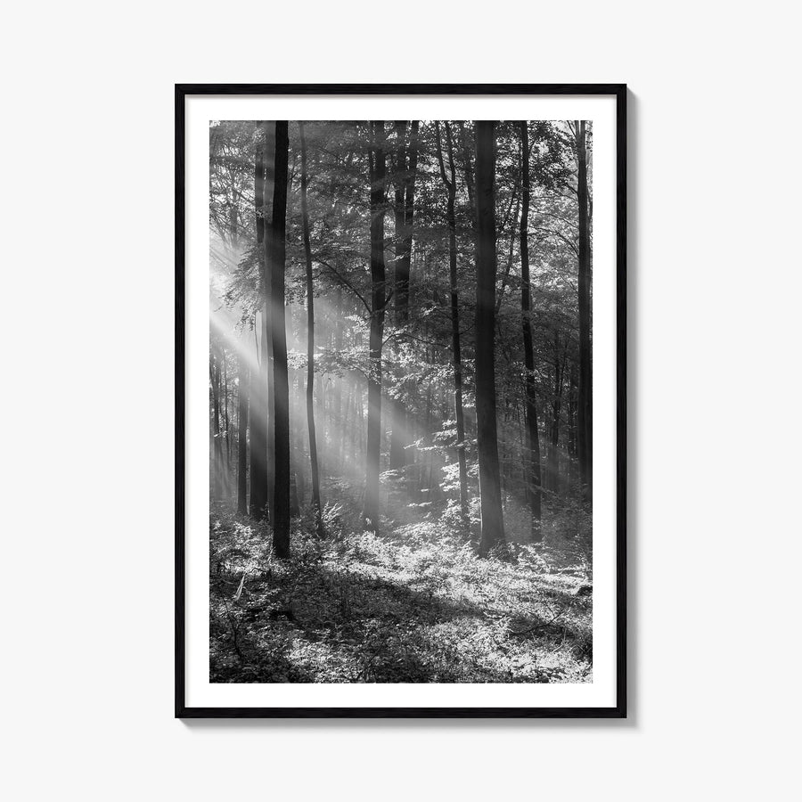 Forest black & white photo poster – vertical wall art, unframed print shown in interior mockup