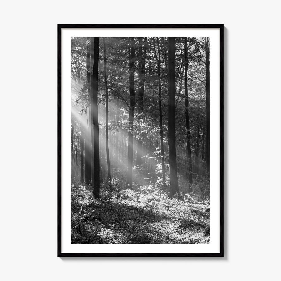 Forest Photo Poster, framed poster mockup, white border
