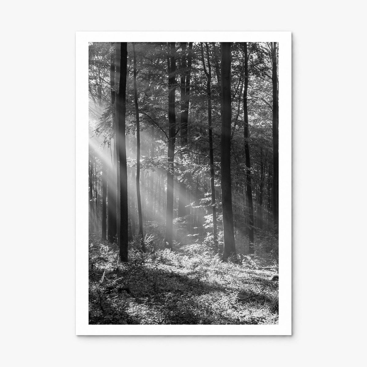 Forest Photo Poster, print only (unframed), white border