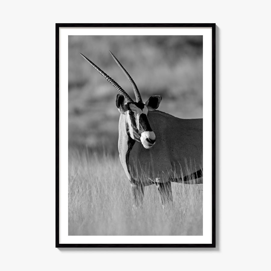 Gazelle Photo Poster, framed poster mockup, white border