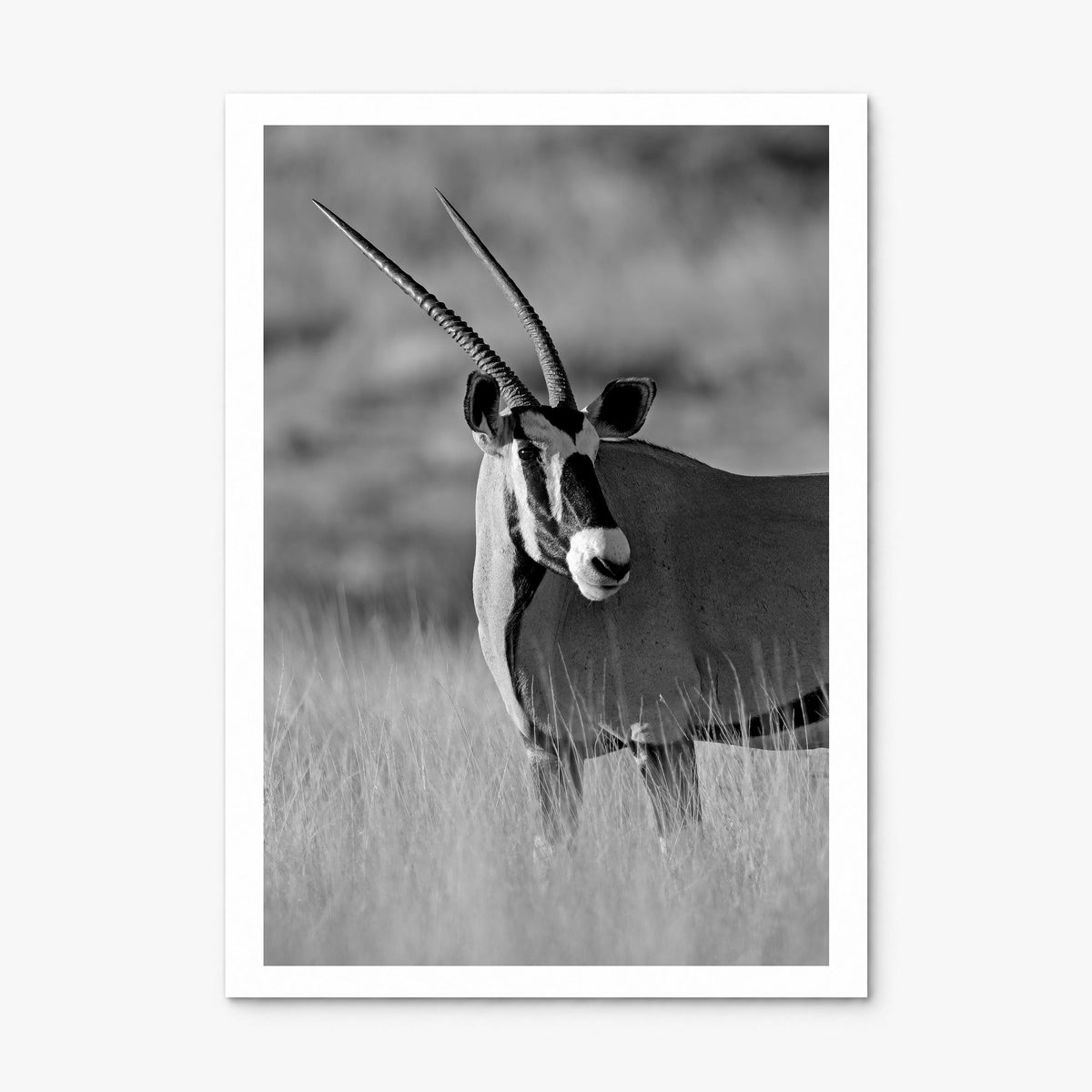 Gazelle Photo Poster, print only (unframed), white border
