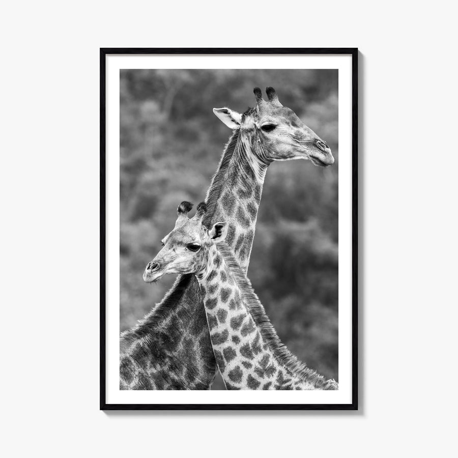 Giraffe no. 2 black & white photo poster – vertical wall art, unframed print shown in interior mockup