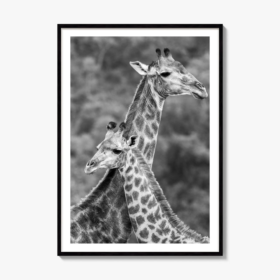 Giraffe Photo No 2 Poster, framed poster mockup, white border