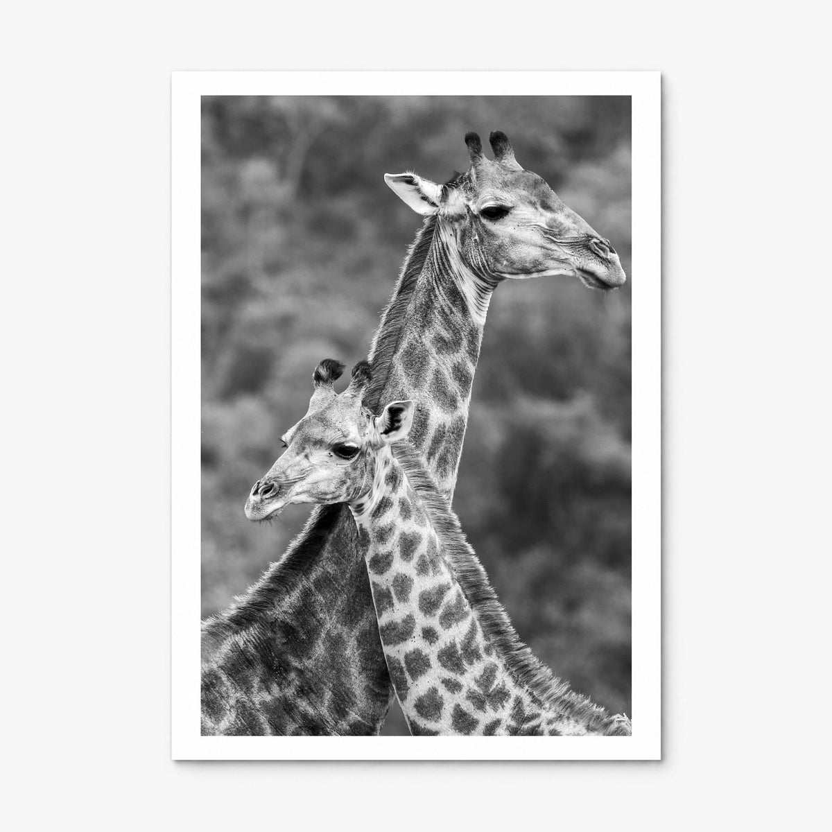 Giraffe Photo No 2 Poster, print only (unframed), white border