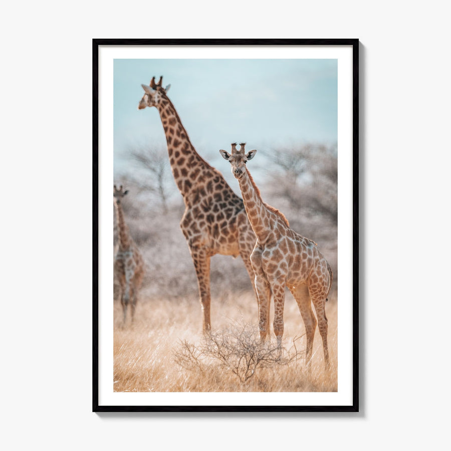 Giraffe Photo No 1 Poster, framed poster mockup, white border