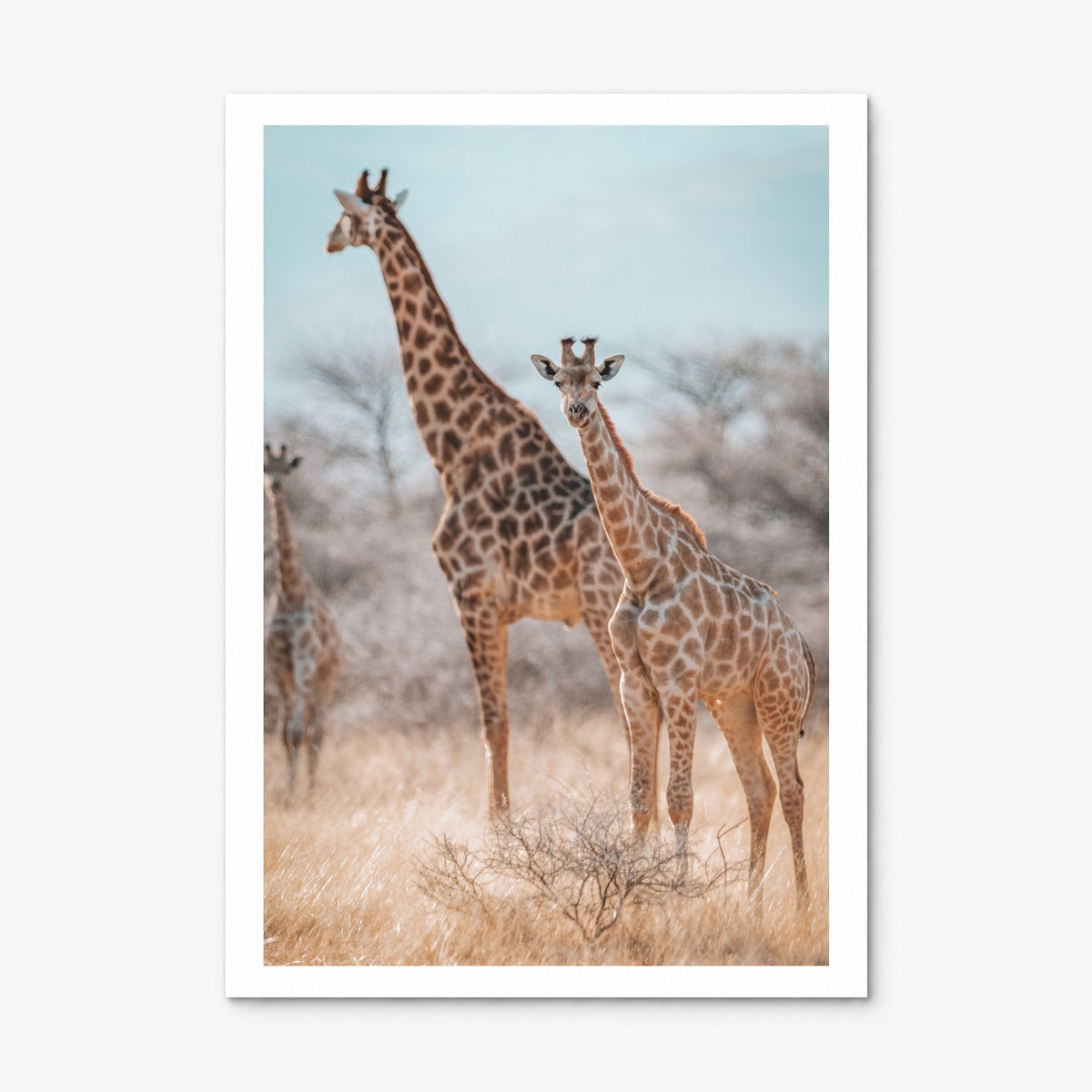 Giraffe Photo No 1 Poster, print only (unframed), white border