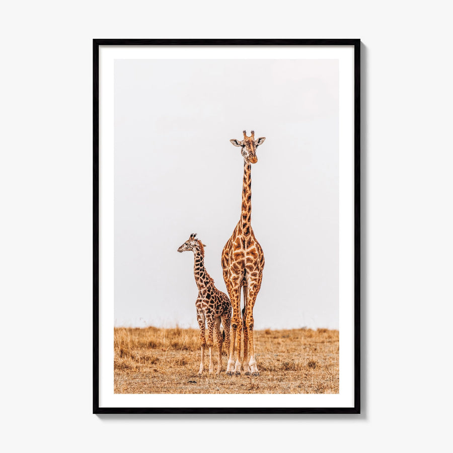 Giraffe Photo No 2 Poster, framed poster mockup, white border