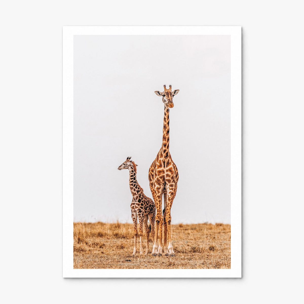 Giraffe Photo No 2 Poster, print only (unframed), white border