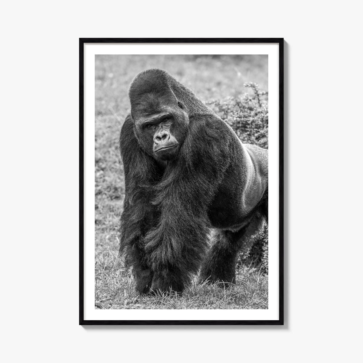 Gorilla black & white photo poster – vertical wall art, unframed print shown in interior mockup