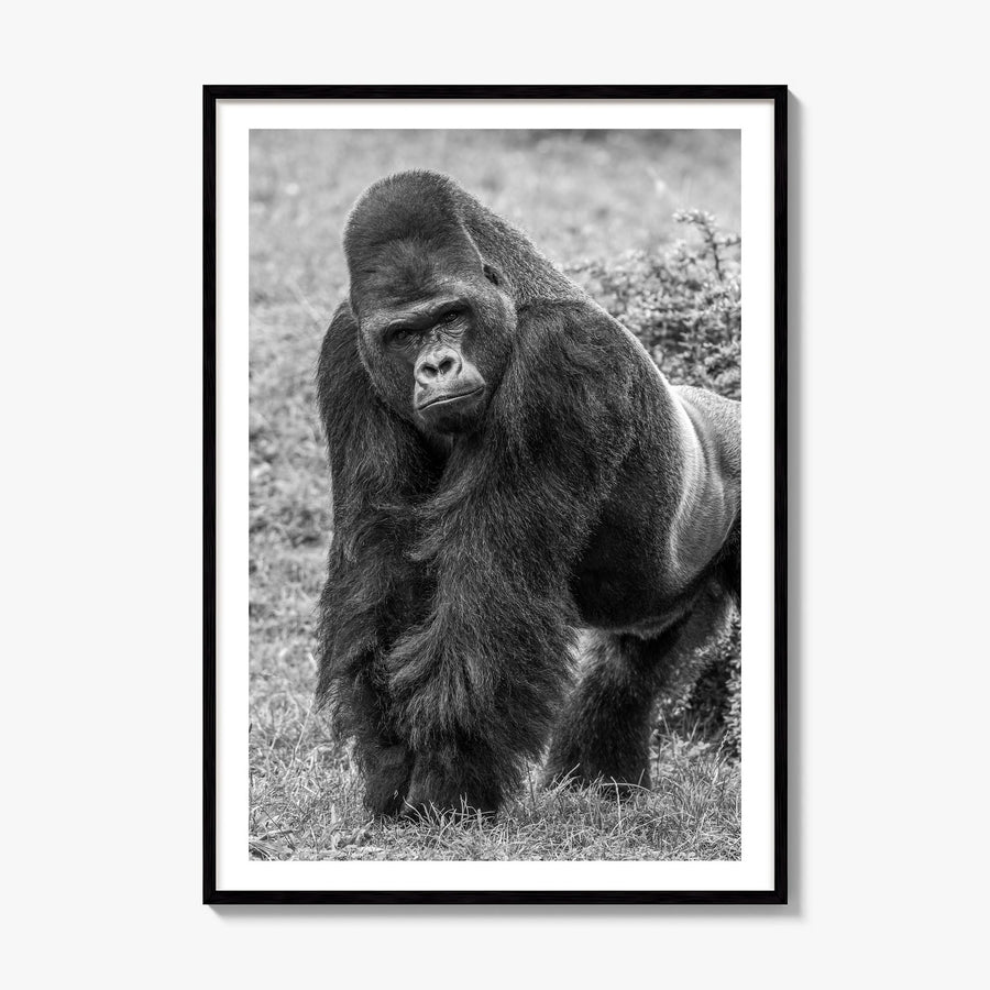 Gorilla Photo Poster, framed poster mockup, white border