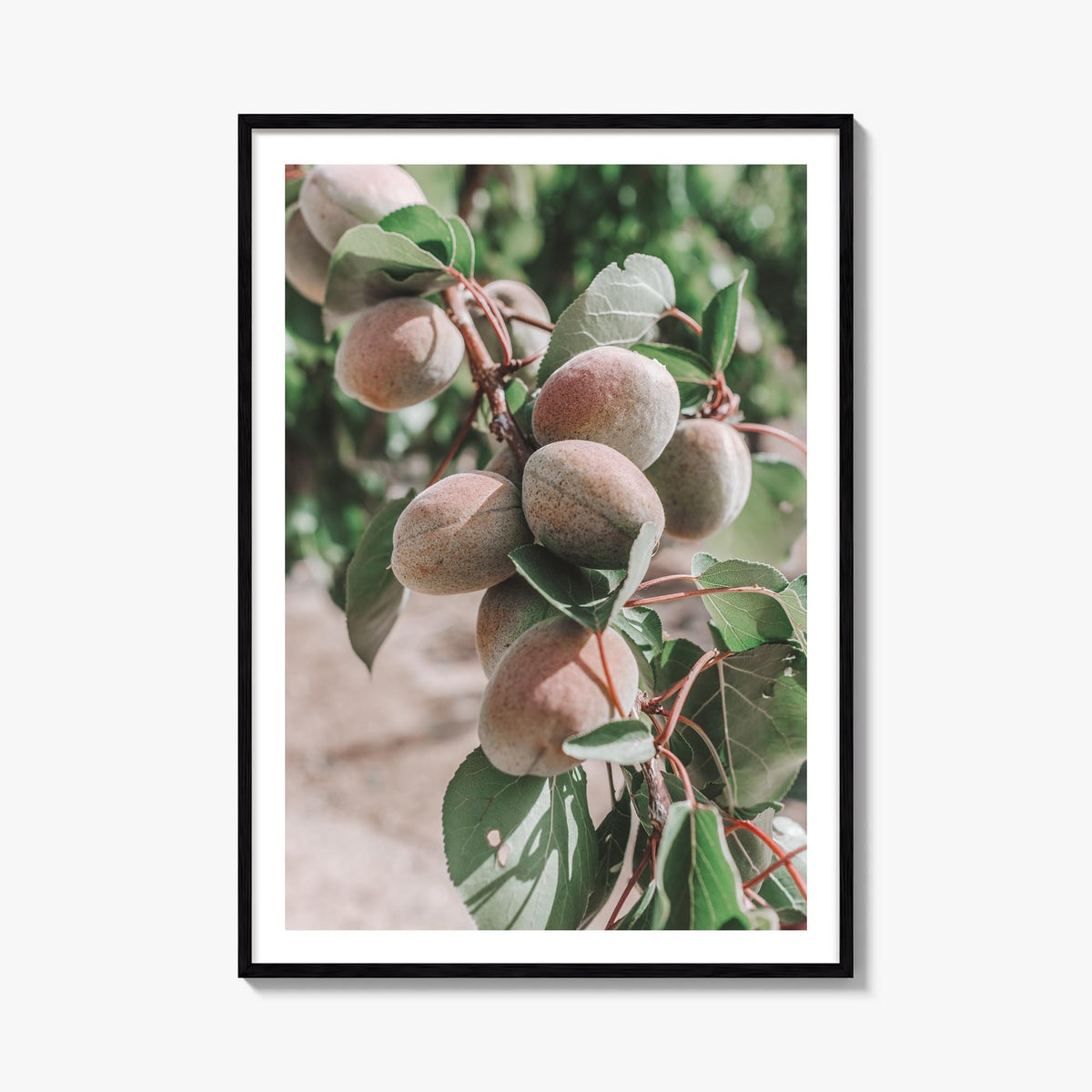 Green Apricots Tree colorful photo poster – vertical wall art, unframed print shown in interior mockup