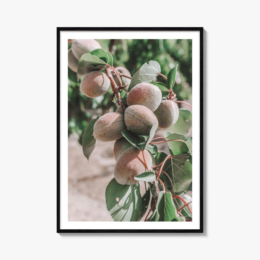 Green Apricots Tree colorful photo poster – vertical wall art, unframed print shown in interior mockup