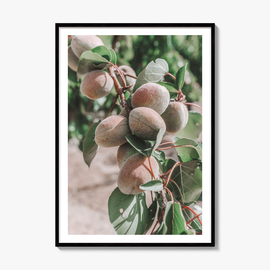 Green Apricot Tree Photo Poster, framed poster mockup, white border