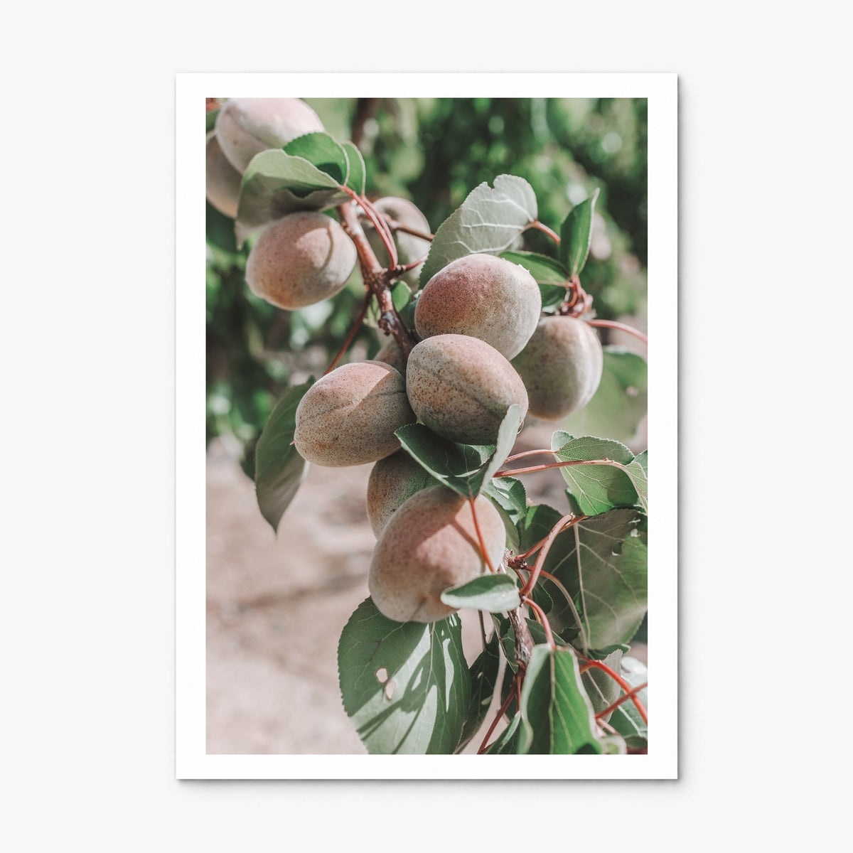 Green Apricot Tree Photo Poster, print only (unframed), white border