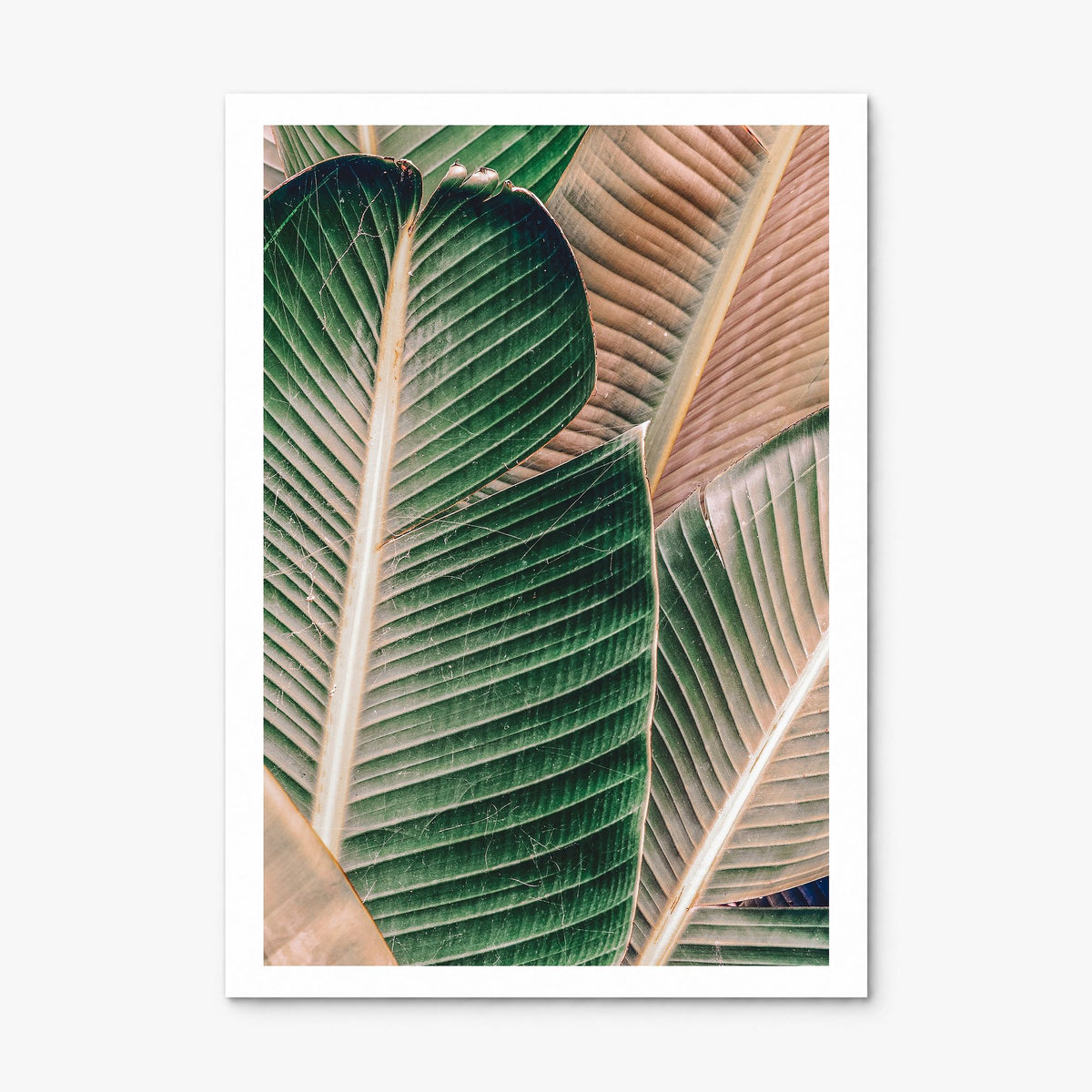 Green Palm Leaf Photo Poster, print only (unframed), white border