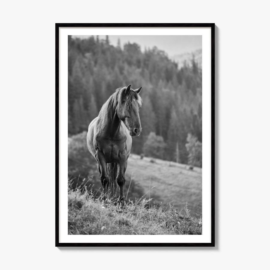 Horse Photo No 1 Poster, framed poster mockup, white border