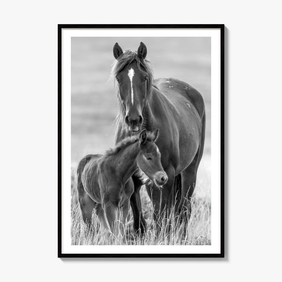Horse Photo No 2 Poster, framed poster mockup, white border