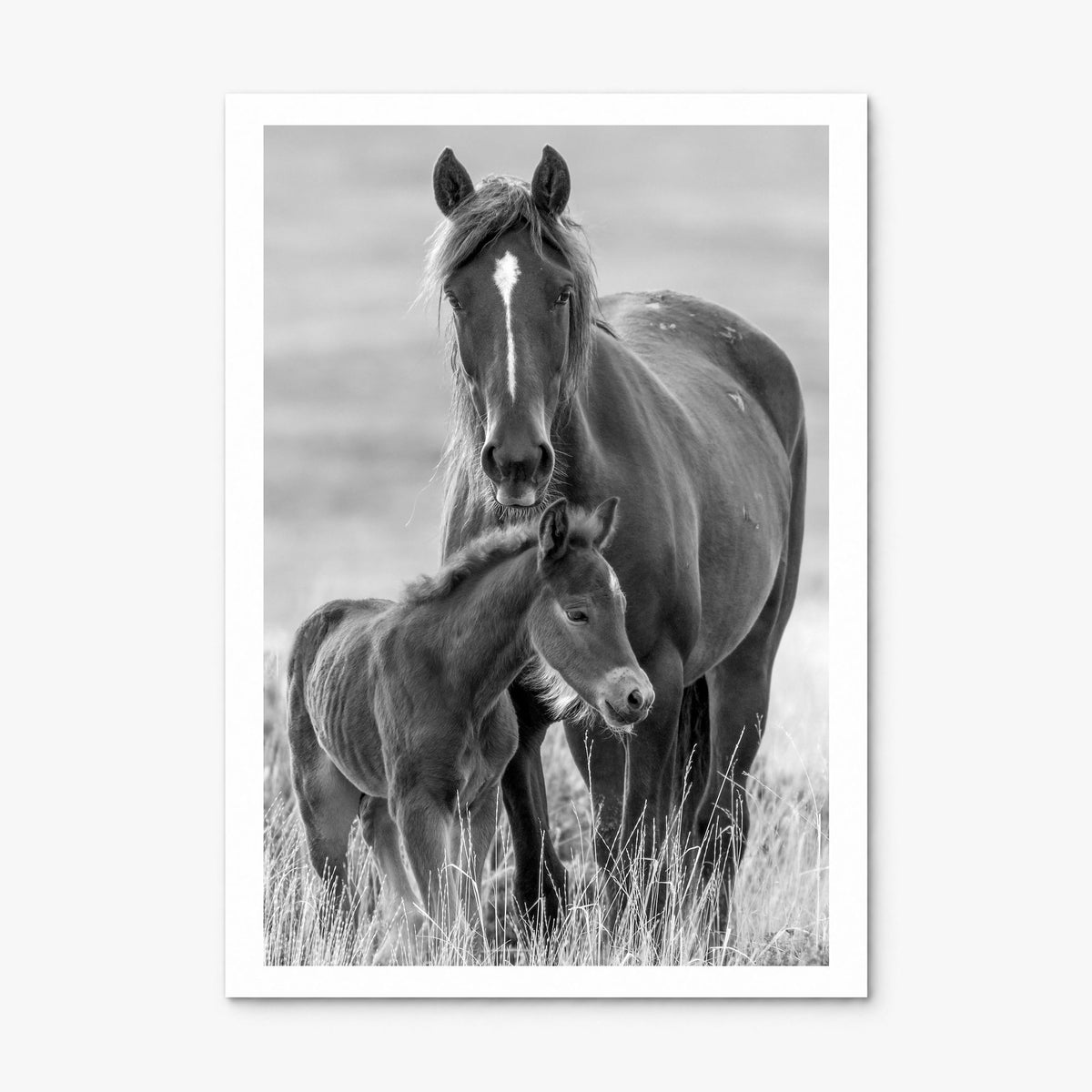 Horse Photo No 2 Poster, print only (unframed), white border