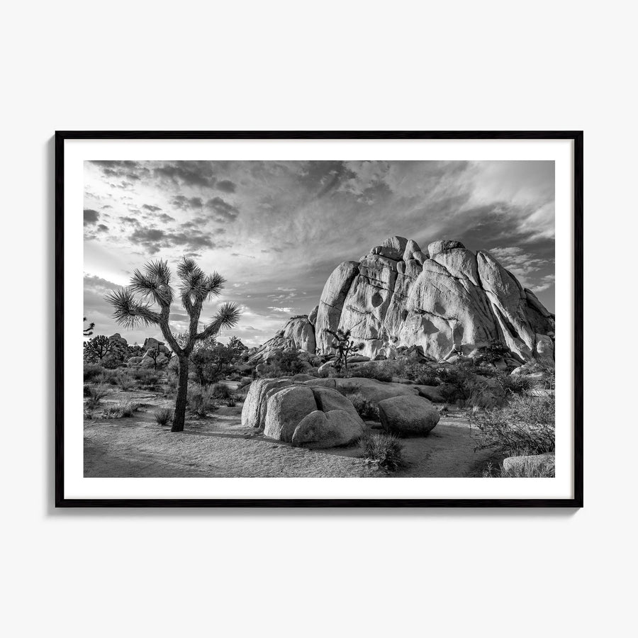 Joshua Tree National Park Photo No 1 Poster, framed poster mockup, white border