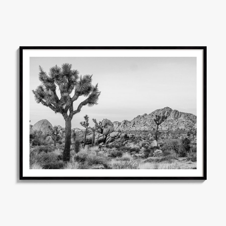 Joshua Tree National Park Photo No 2 Poster, framed poster mockup, white border