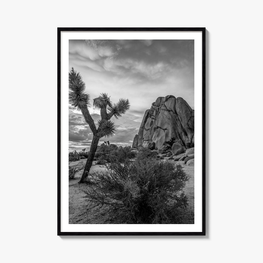 Joshua Tree National Park no. 2 black & white photo poster of California, USA – vertical wall art, unframed print shown in in