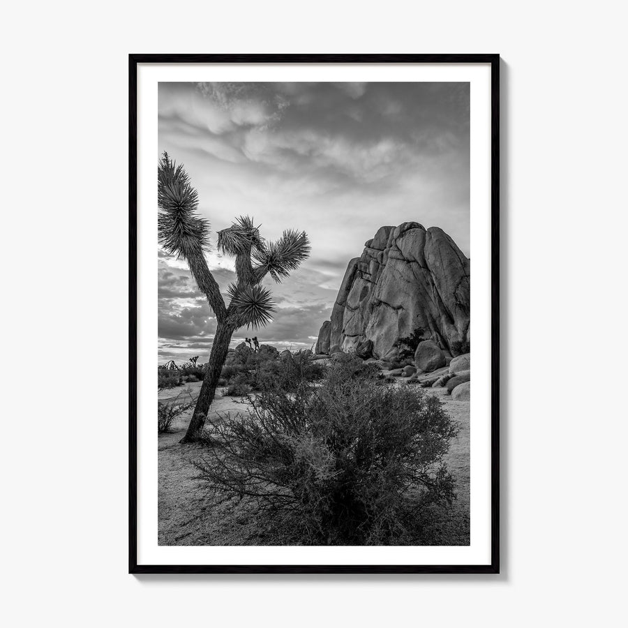 Joshua Tree National Park Photo No 2 Poster, framed poster mockup, white border