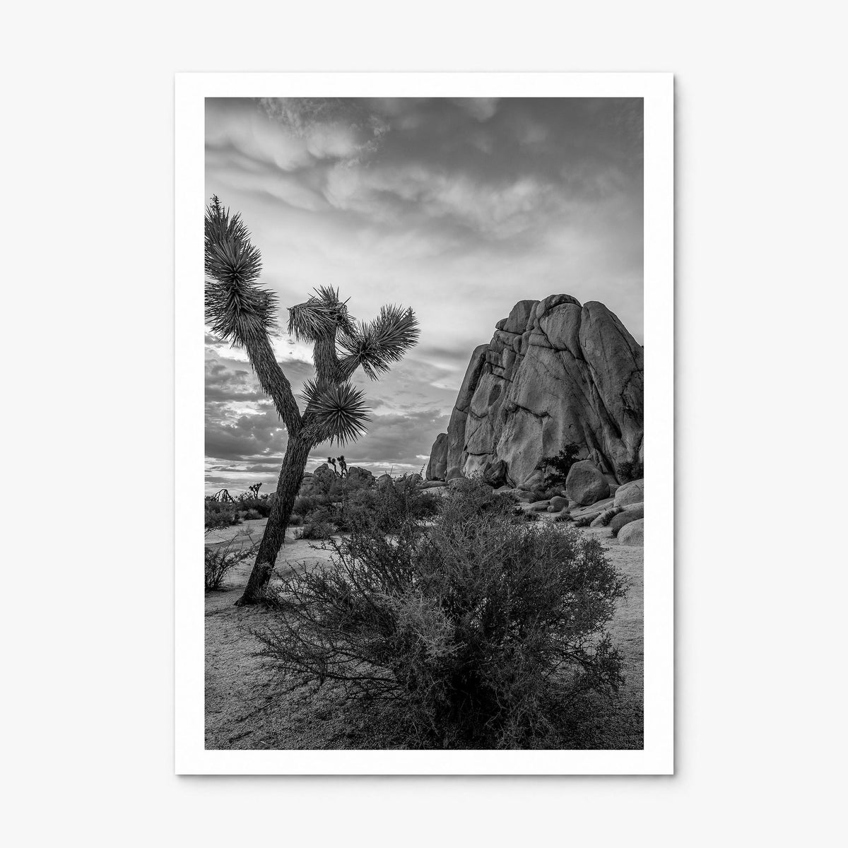 Joshua Tree National Park Photo No 2 Poster, print only (unframed), white border
