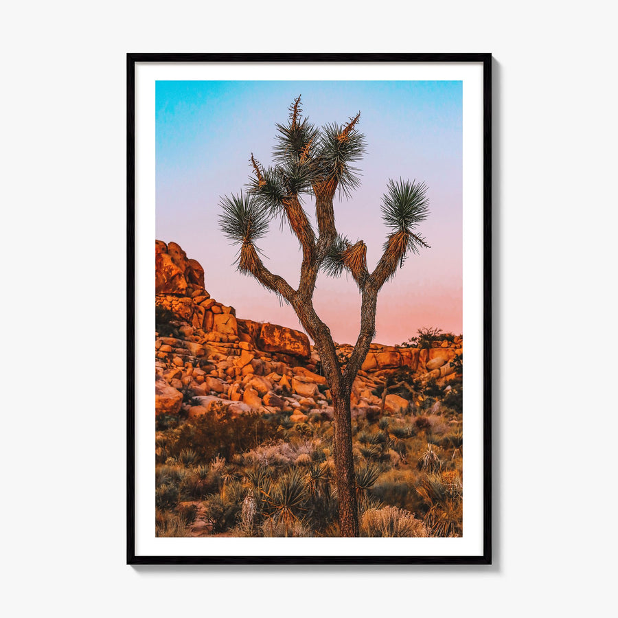 Joshua Tree National Park Photo No 1 Poster, framed poster mockup, white border