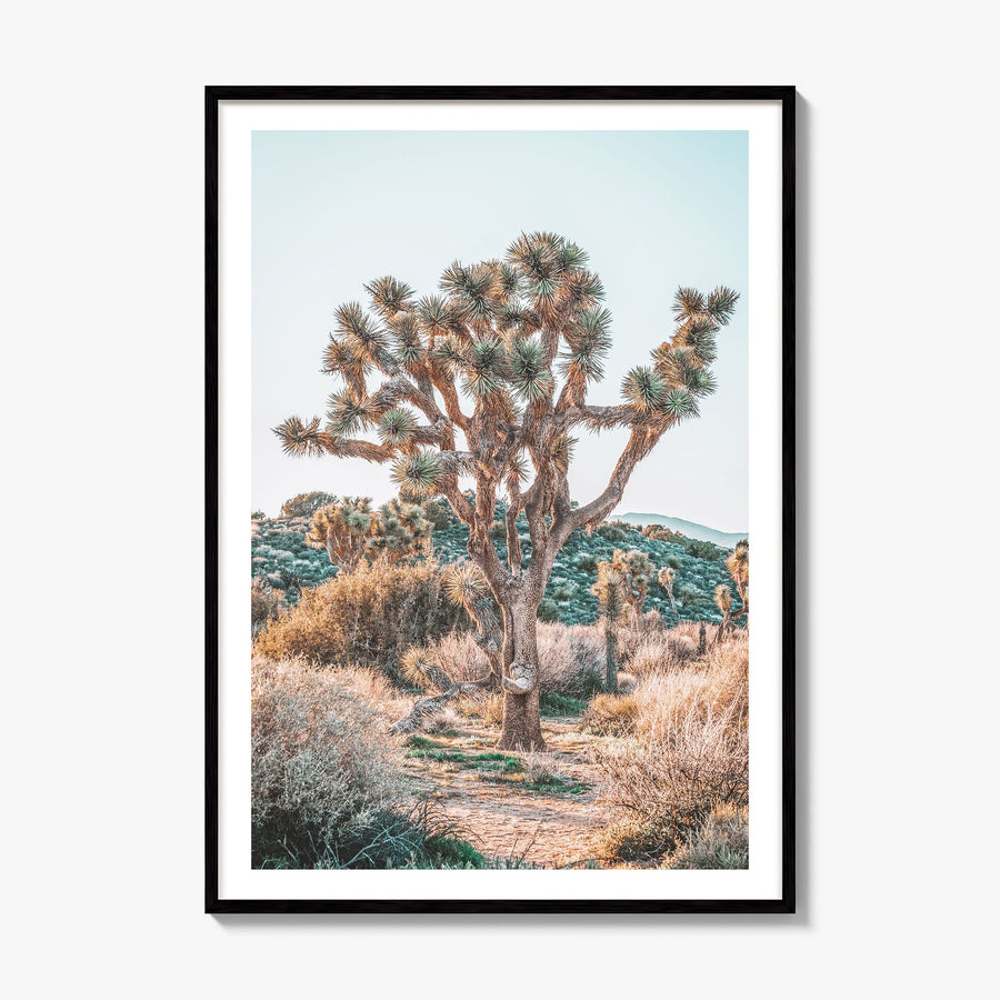 Joshua Tree National Park Photo No 4 Poster, framed poster mockup, white border