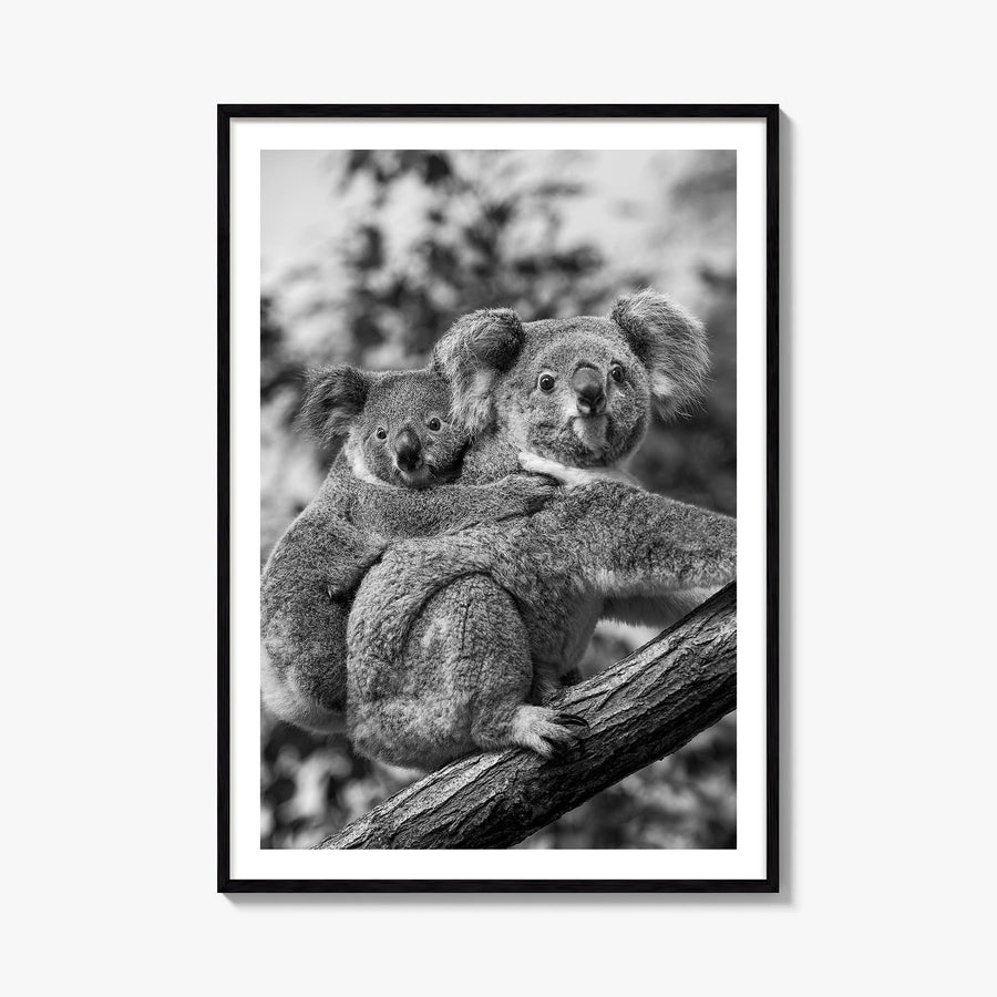 Koala no. 1 black & white photo poster – vertical wall art, unframed print shown in interior mockup