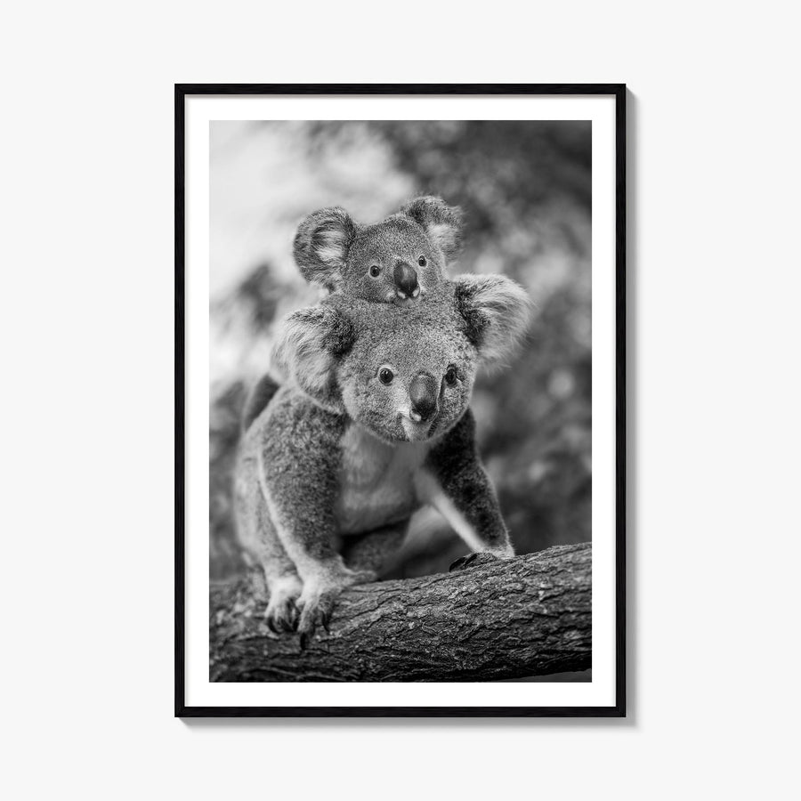 Koala no. 2 black & white photo poster – vertical wall art, unframed print shown in interior mockup