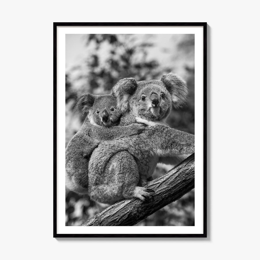 Koala Photo No 1 Poster, framed poster mockup, white border