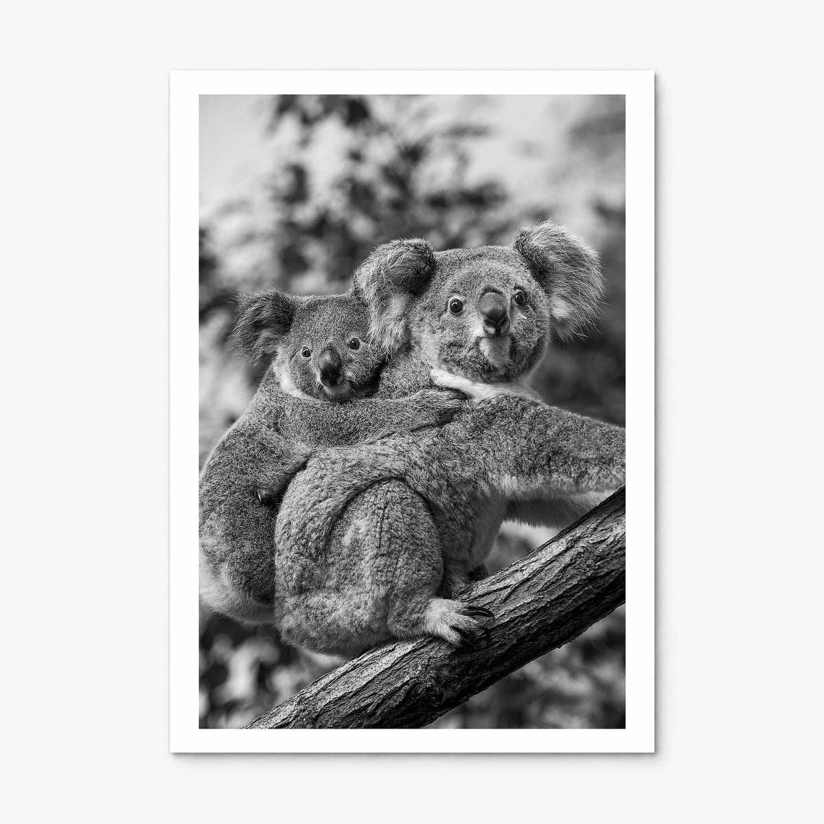 Koala Photo No 1 Poster, print only (unframed), white border