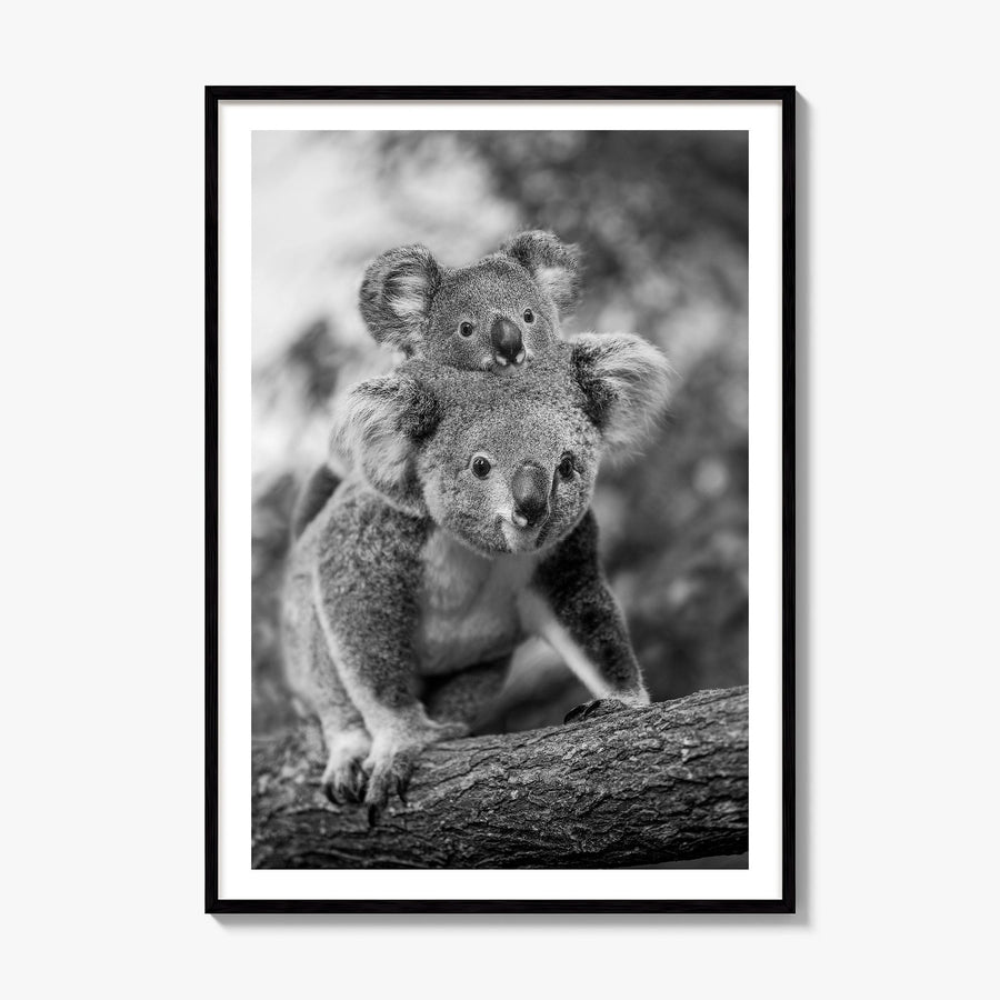 Koala Photo No 2 Poster, framed poster mockup, white border