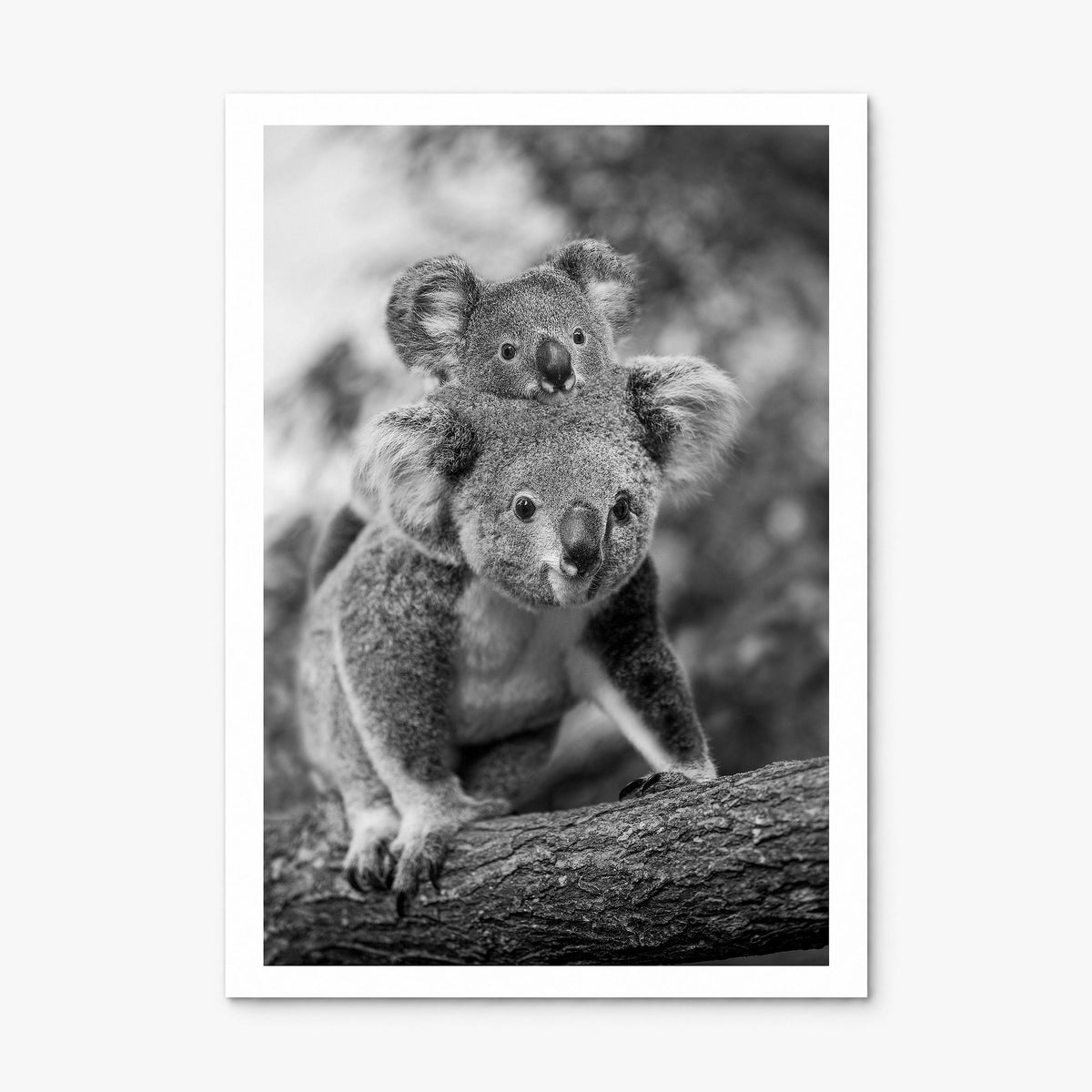Koala Photo No 2 Poster, print only (unframed), white border