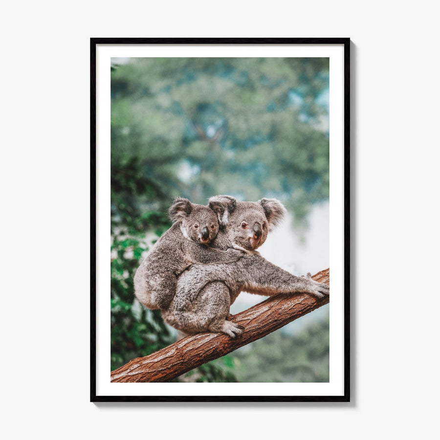 Koala Photo Poster, framed poster mockup, white border