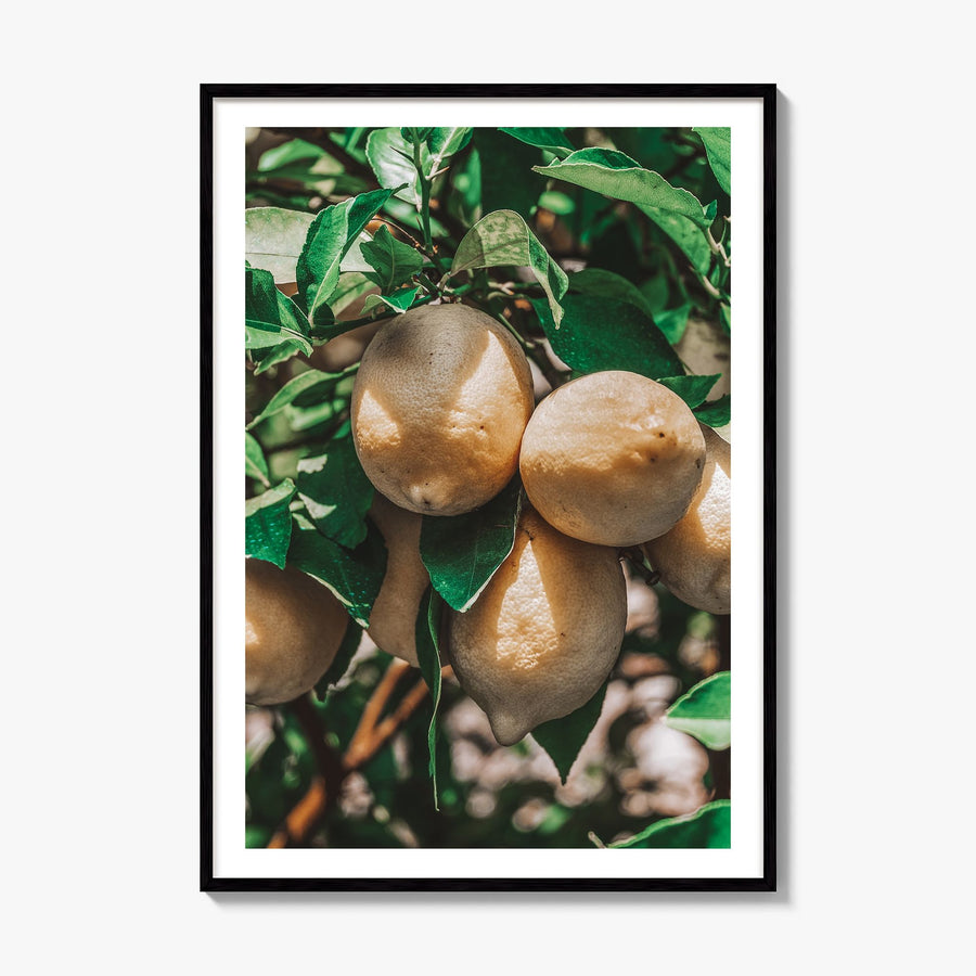 Lemon Tree Photo Poster, framed poster mockup, white border