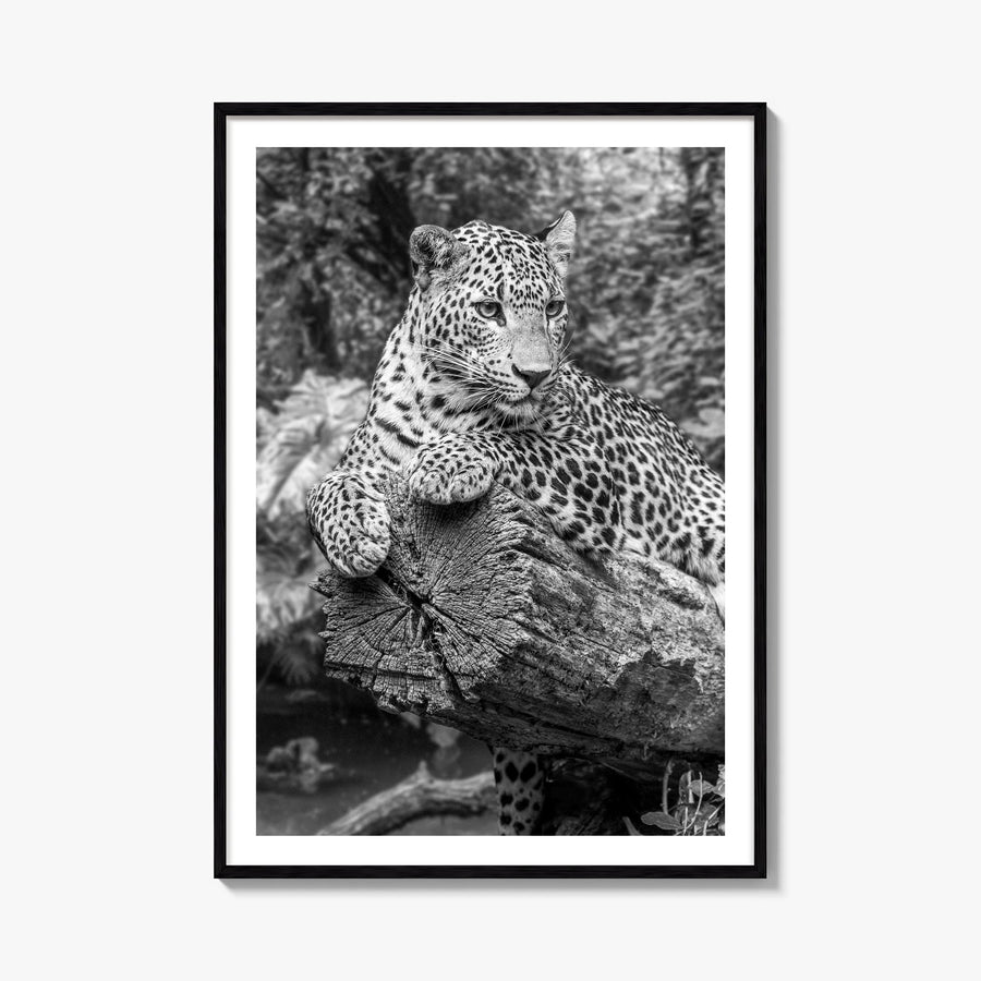 Leopard no. 2 black & white photo poster – vertical wall art, unframed print shown in interior mockup
