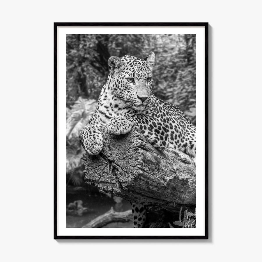 Leopard Photo No 2 Poster, framed poster mockup, white border