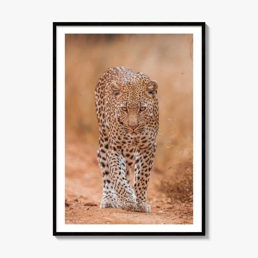 Leopard Photo No 2 Poster, framed poster mockup, white border