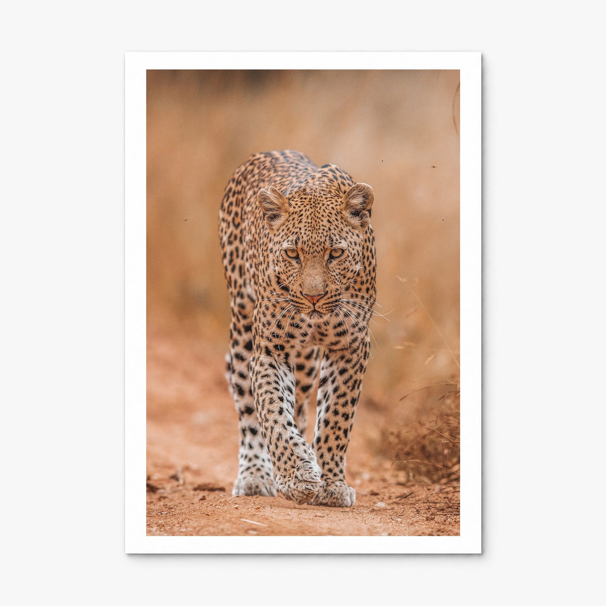 Leopard Photo No 2 Poster, print only (unframed), white border