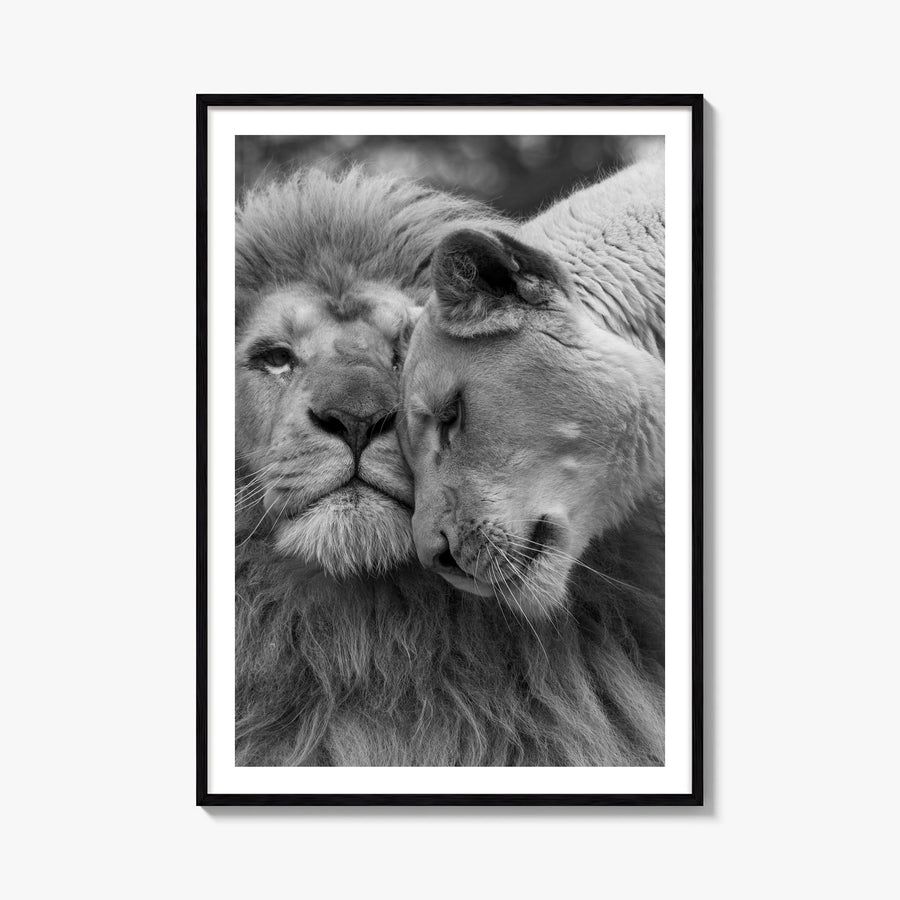 Lion no. 2 black & white photo poster – vertical wall art, unframed print shown in interior mockup