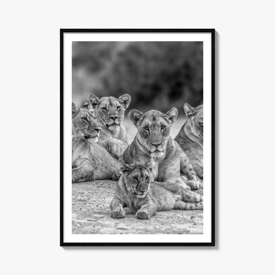 Lion no. 3 black & white photo poster – vertical wall art, unframed print shown in interior mockup