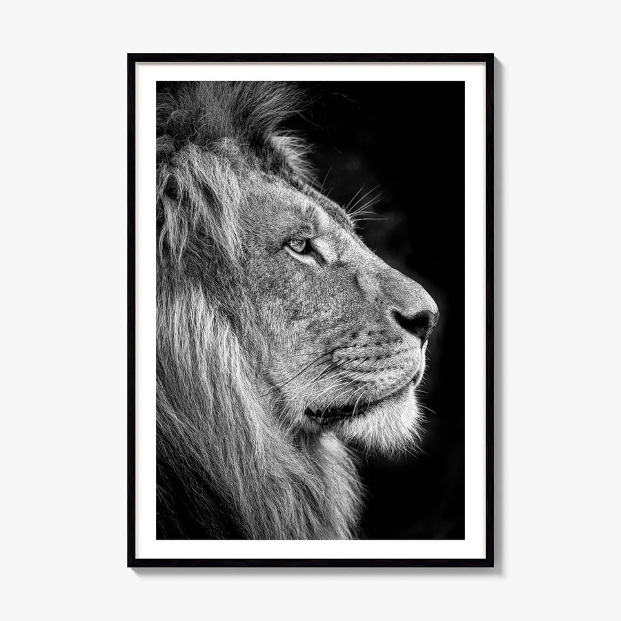 Lion Photo No 1 Poster, framed poster mockup, white border