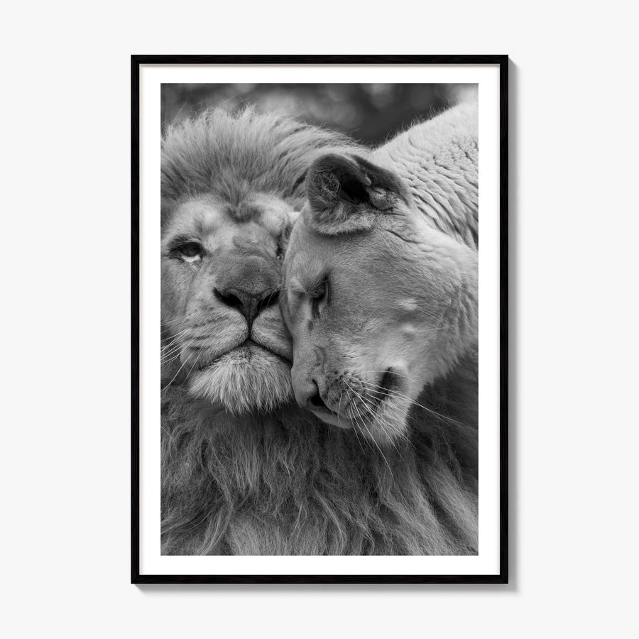 Lion Photo No 2 Poster, framed poster mockup, white border