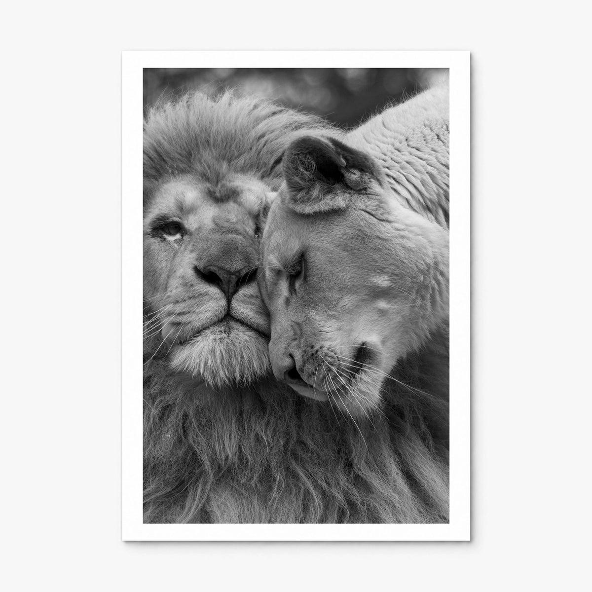 Lion Photo No 2 Poster, print only (unframed), white border