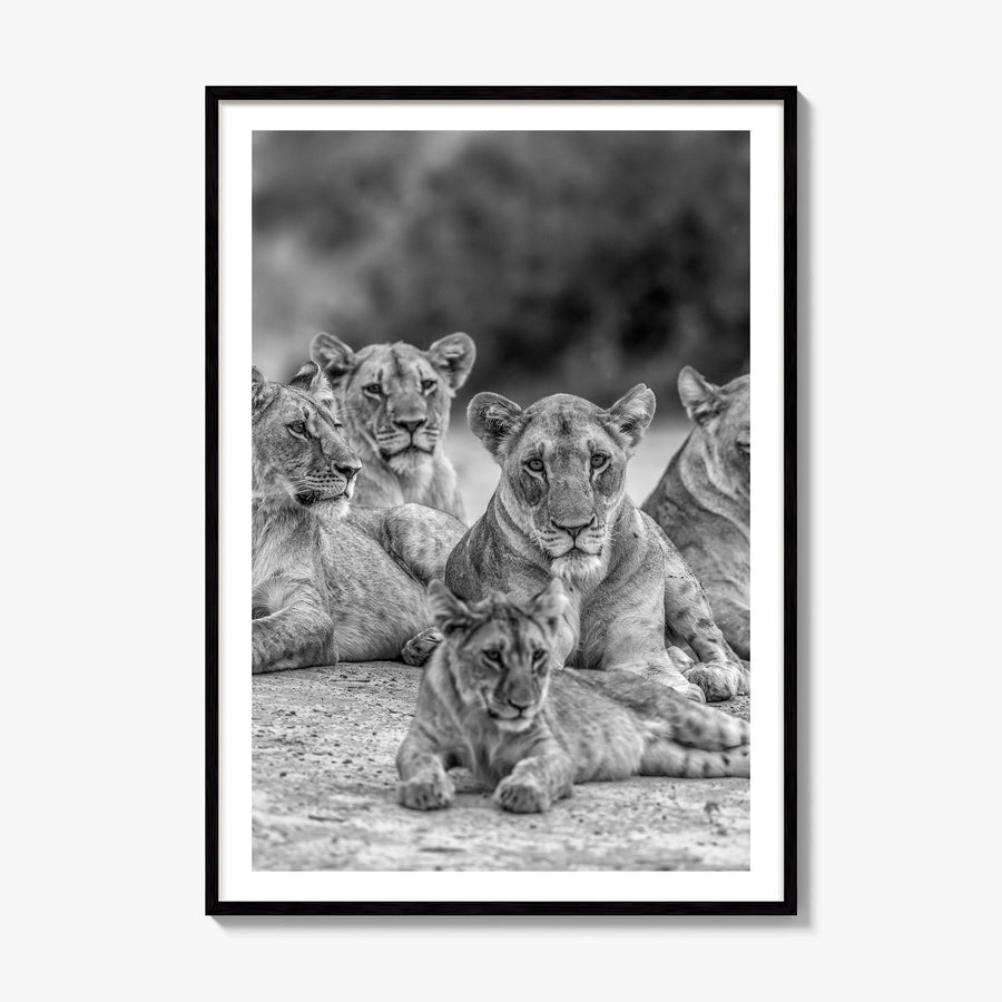 Lion Photo No 3 Poster, framed poster mockup, white border