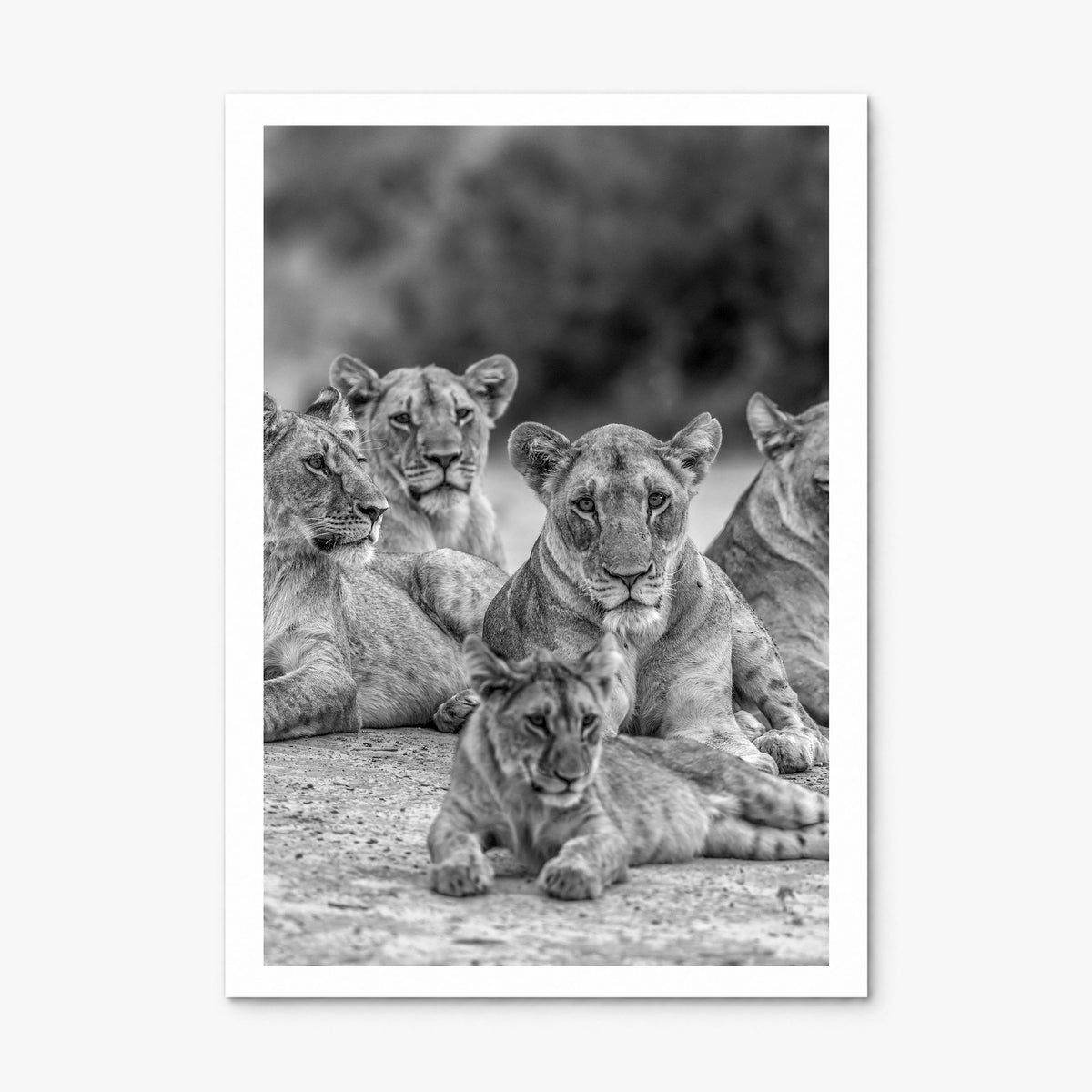 Lion Photo No 3 Poster, print only (unframed), white border