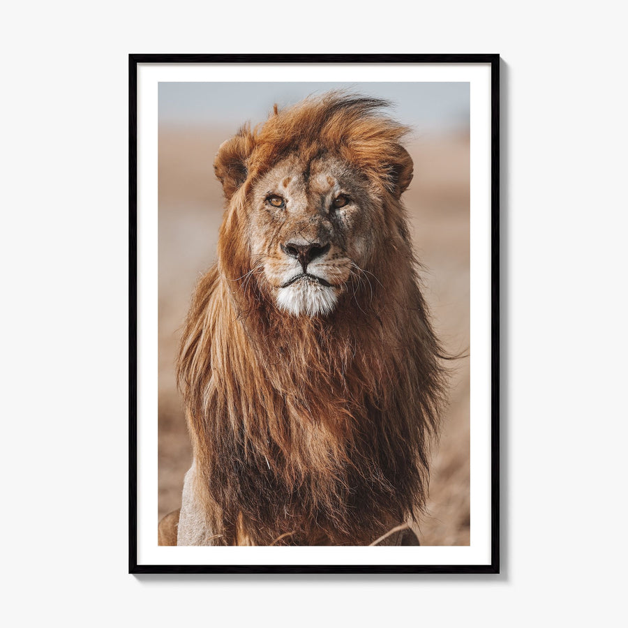 Lion Photo No 1 Poster, framed poster mockup, white border